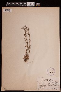 Media resource of Houstonia longifolia