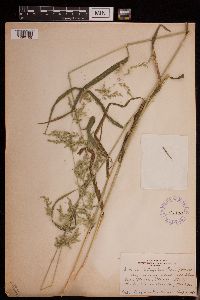 Cinna latifolia image