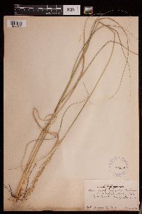 Calamovilfa longifolia image