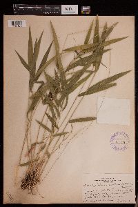 Brachyelytrum aristosum image