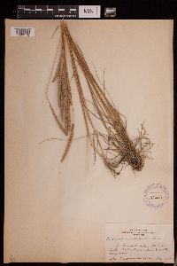 Koeleria macrantha image