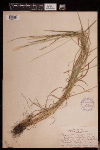 Alopecurus aequalis image