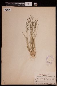 Eragrostis pectinacea image
