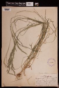 Muhlenbergia mexicana image