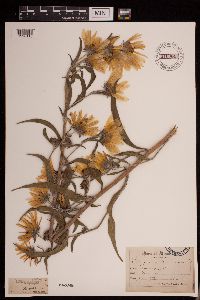 Helianthus maximiliani image