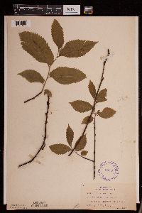 Ulmus americana image