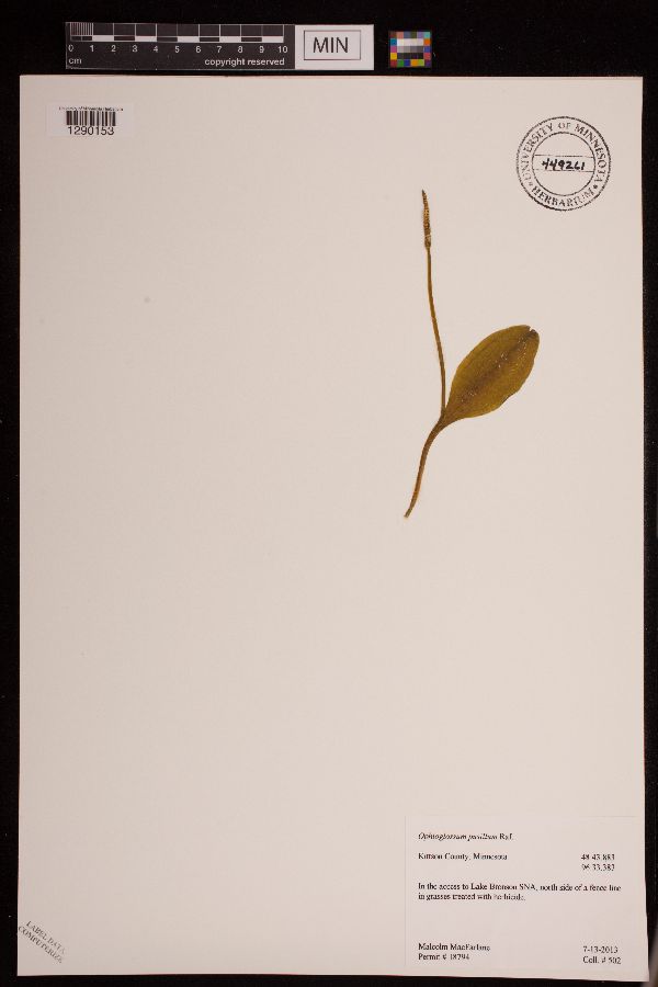 Ophioglossum pusillum image