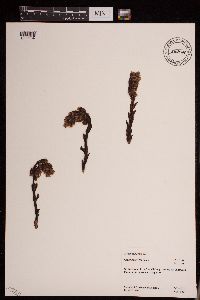 Image of Monotropa hypopitys