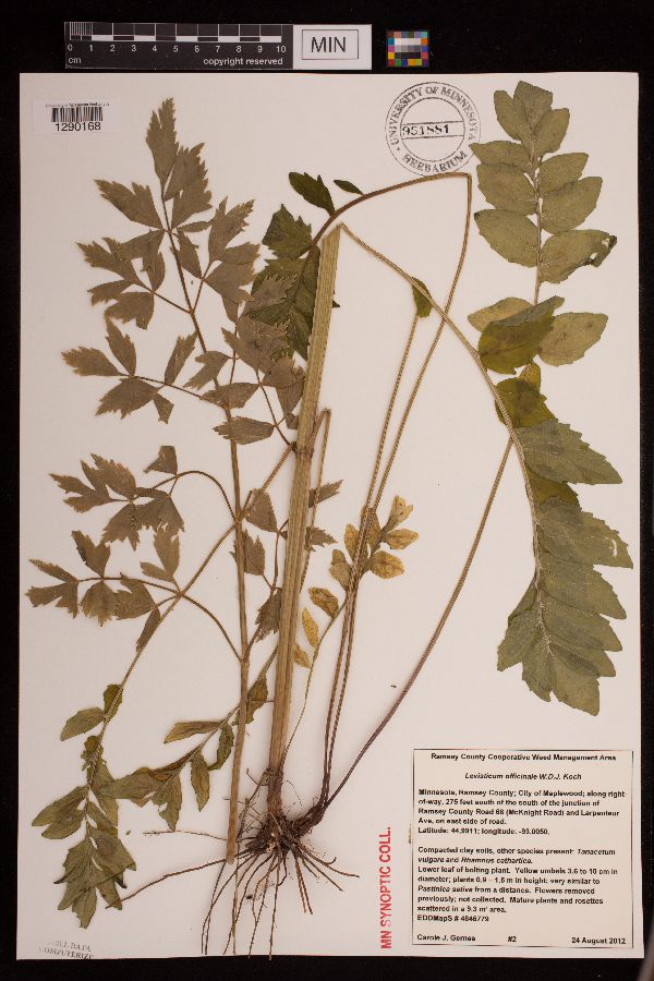 Levisticum officinale image