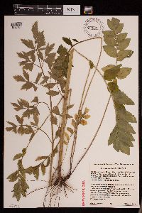 Media resource of Levisticum officinale