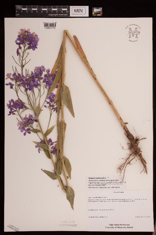 Hesperis matronalis image