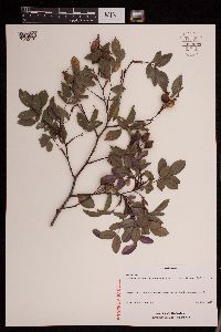 Media resource of Rosa glauca