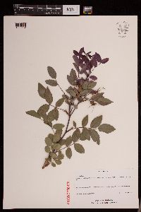 Rosa glauca image