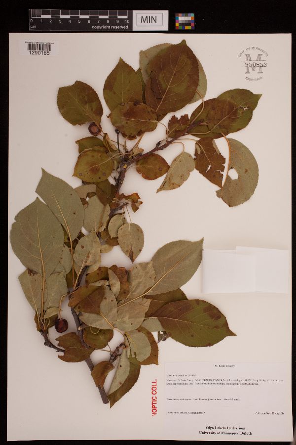 Malus x robusta image