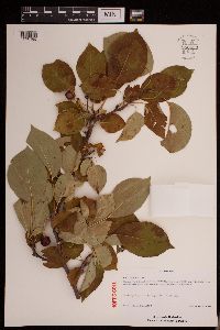 Media resource of Malus x robusta