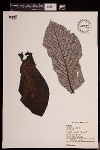 Thumbnail image of current specimen