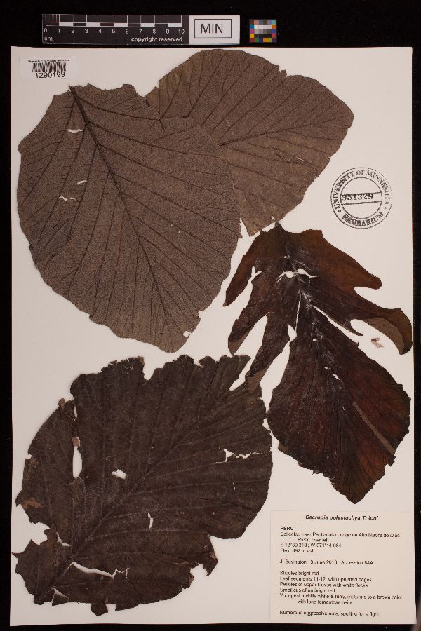 Cecropia polystachya image