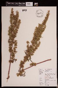 Rumex stenophyllus image