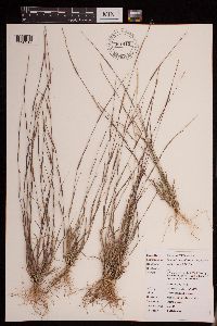 Sporobolus vaginiflorus image