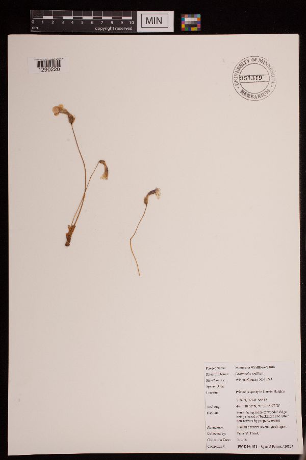 Aphyllon uniflorum image