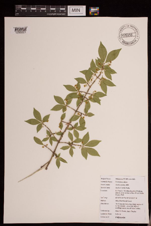 Euonymus alatus image