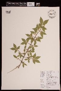 Media resource of Euonymus alatus