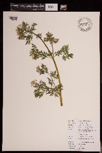 Conium maculatum image