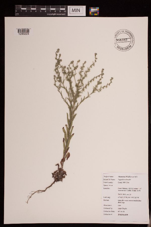 Boraginaceae image