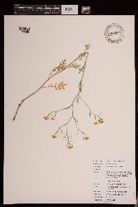 Rorippa sinuata image