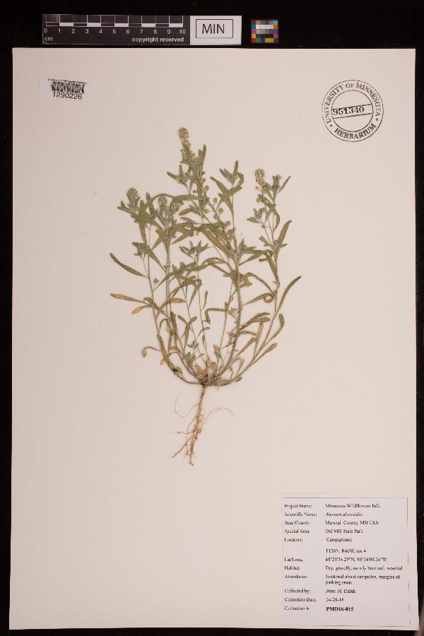 Alyssum alyssoides image