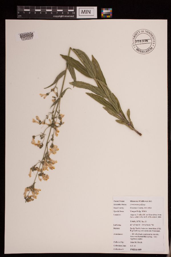 Penstemon pallidus image