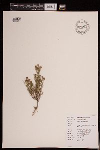 Dyssodia papposa image