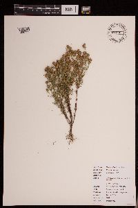 Dyssodia papposa image