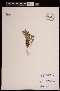 Dyssodia papposa image