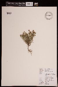 Dyssodia papposa image