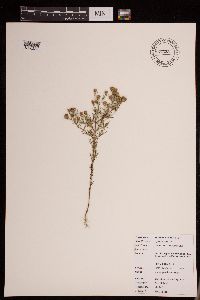 Dyssodia papposa image