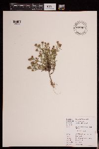 Dyssodia papposa image