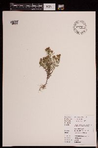 Dyssodia papposa image