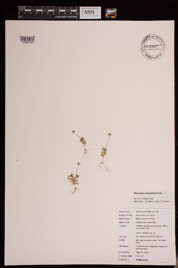 Ranunculus testiculatus image