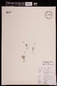 Image of Ceratocephala testiculata