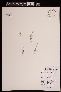 Ranunculus testiculatus image