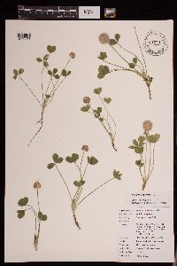 Trifolium fragiferum image