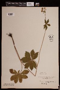 Sanicula marilandica image