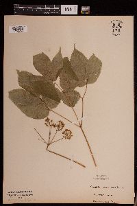 Aralia nudicaulis image