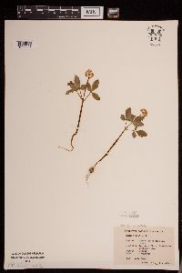 Media resource of Panax trifolius