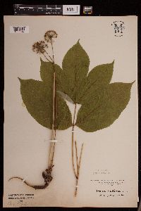 Aralia nudicaulis image