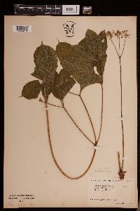 Aralia nudicaulis image