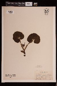 Asarum canadense image