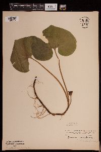 Asarum canadense image