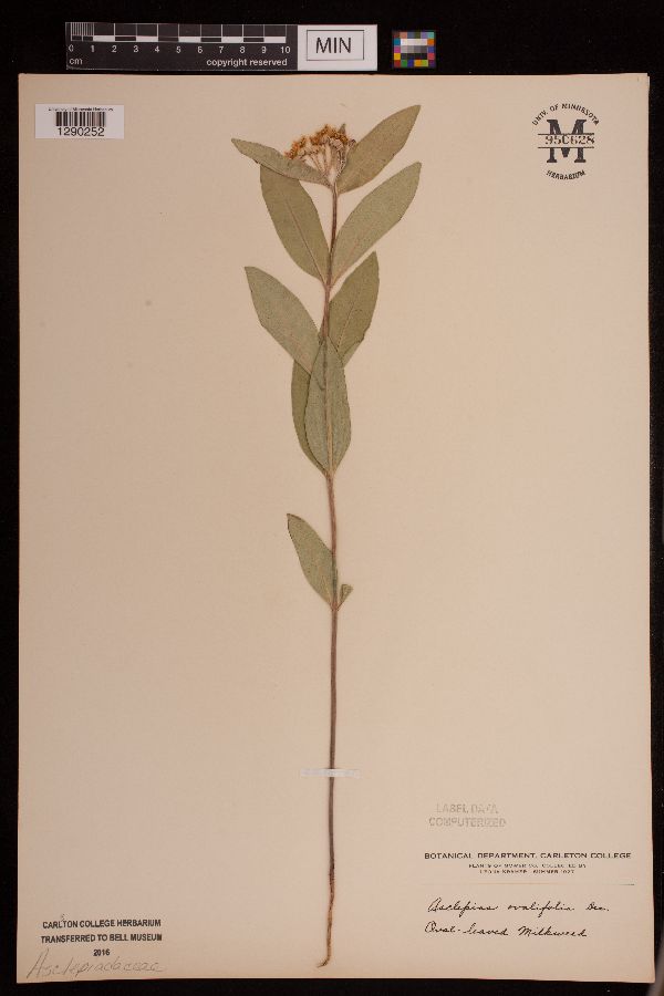 Asclepias ovalifolia image